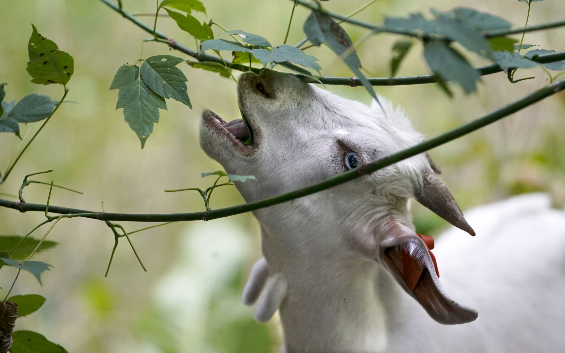 Goat Grazing